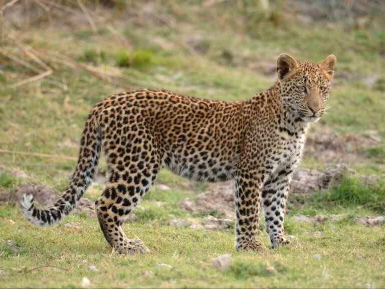 Un dentiste et un chasseur de gros gibier jugés pour la mort de sa femme lors d’un safari en 2016 en Zambie