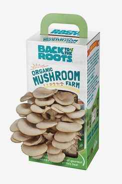 Retour au kit de culture de champignons biologiques Roots