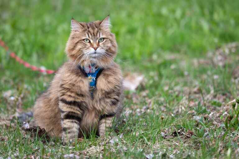 LIBERTÉ FÉLINE: Toronto abandonne son plan pour imposer des laisses aux chats d’extérieur