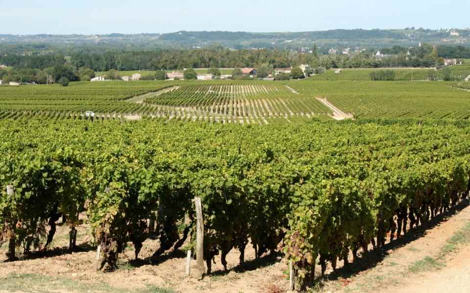 Les vignes du Château d'Yquem, Sauternes