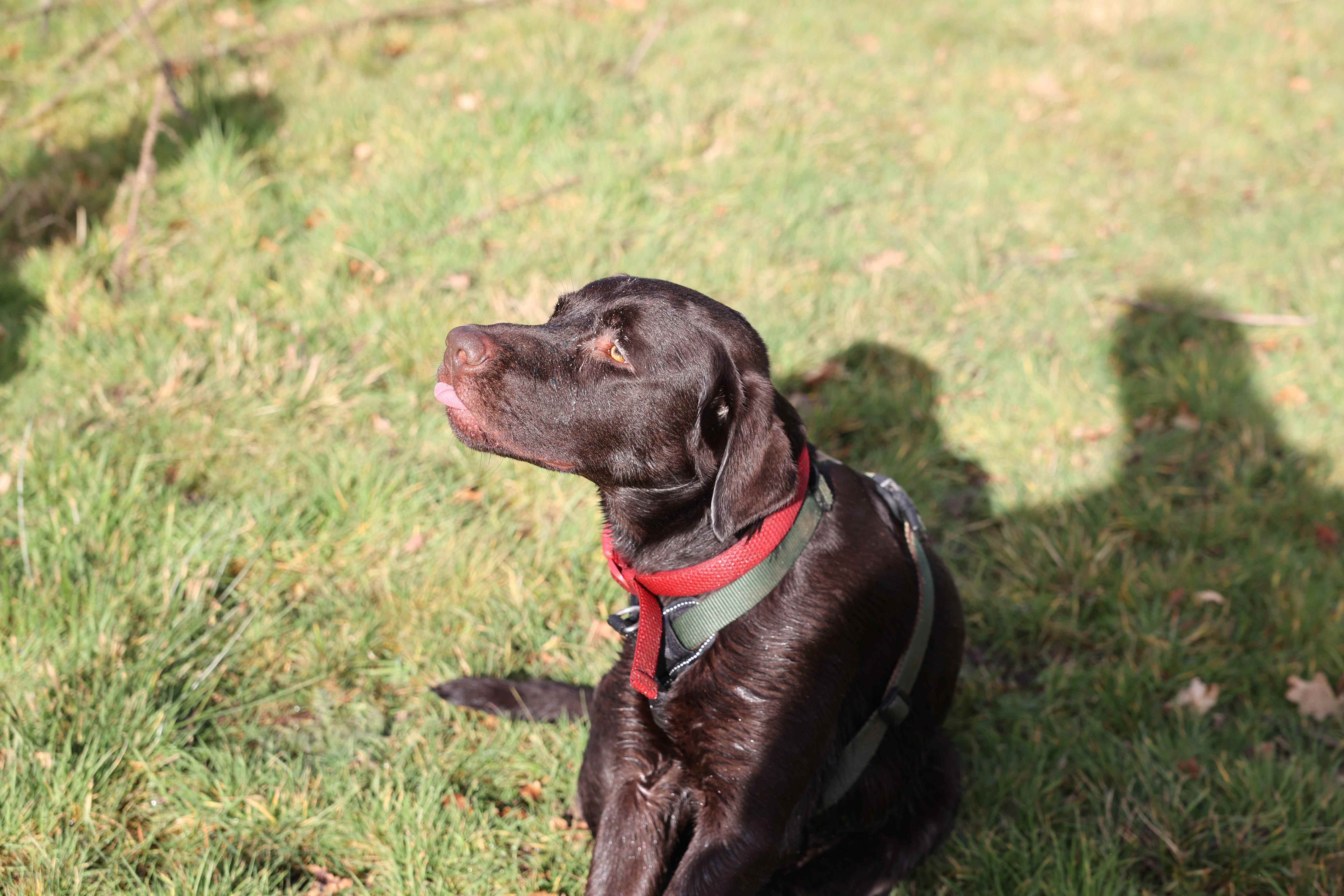 un chien labrador avec sa langue tirée