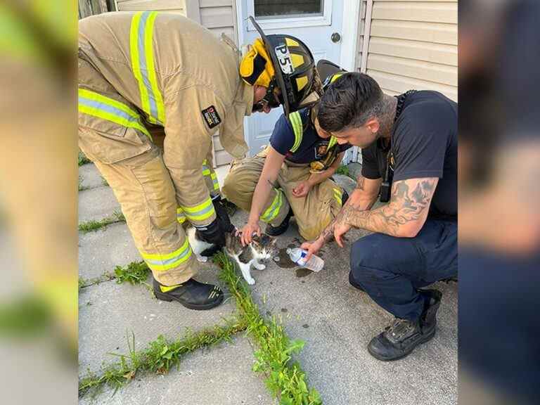 Des pompiers à la rescousse d’un chat sur un toit noir brûlant dans l’est d’Ottawa