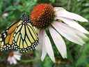 Dans cette photo d'archive du 22 juillet 2004, un papillon monarque se détend sur une fleur dans le pavillon des papillons du centre d'éducation communautaire d'Elkton à Elkton, Oregon. la migration vers le nord pour se retrouver dans les jardins canadiens et les parterres de fleurs sauvages cet été est en forte baisse grâce aux conditions météorologiques extrêmes de l'automne dernier.