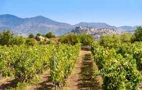 Un vignoble sur l'Etna, en Sicile.  GETTY