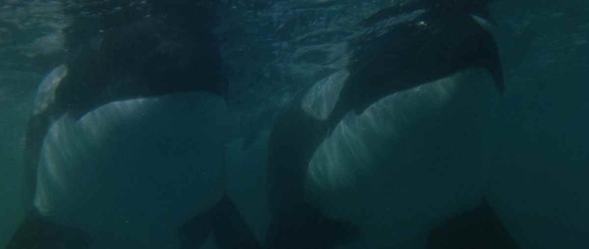Une paire d'orques sous l'eau à Orca.