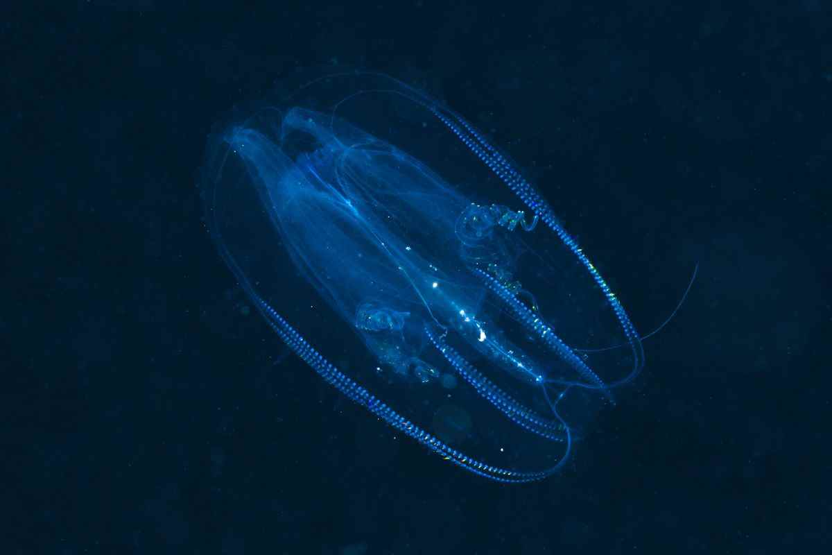 Peigne Méduse, Tentaculata, Marsa Alam, Red Sea, Egypt