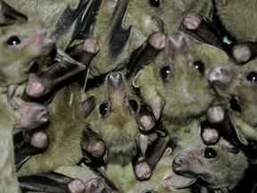 Rousettus aegyptiacus ou chauves-souris frugivores égyptiennes.  Une exposition prolongée aux mines ou aux grottes où ils vivent peut entraîner une infection humaine par la maladie mortelle du virus de Marburg.