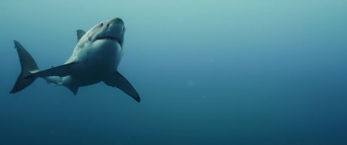 Le requin de The Reef : Des tiges traquées dans le récif.