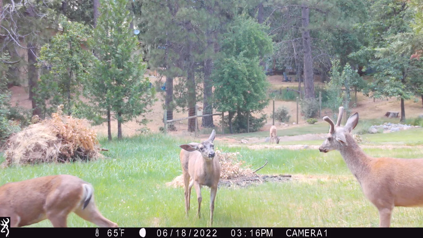 Cerf à came StrikeForce