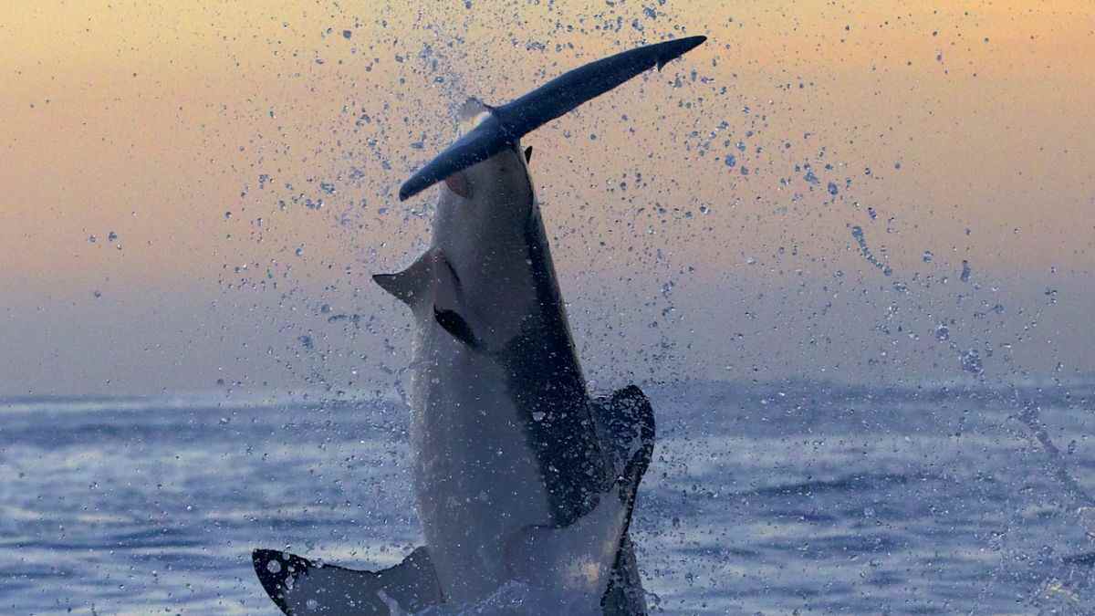 A great white shark breaching in South America in Shark Week