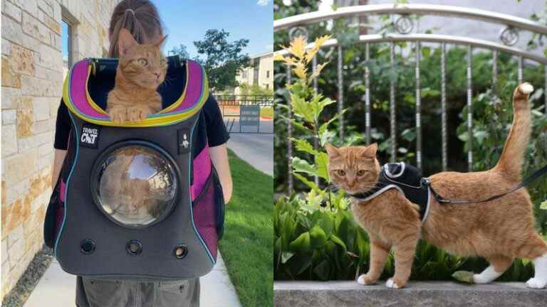 Ces accessoires de marque Stray vous permettent de transporter votre chat avec une touche futuriste
