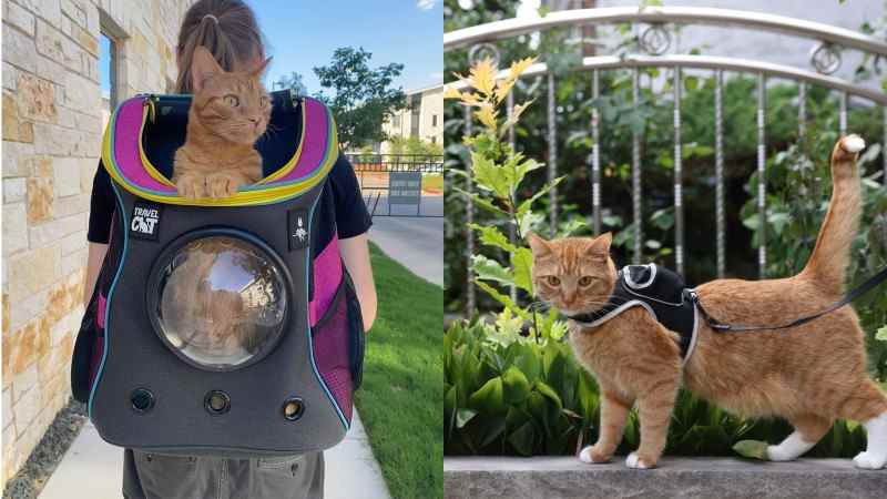 Ces accessoires de marque Stray vous permettent de transporter votre chat avec une touche futuriste
