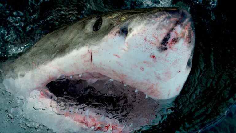 Great white shark from Shark Week