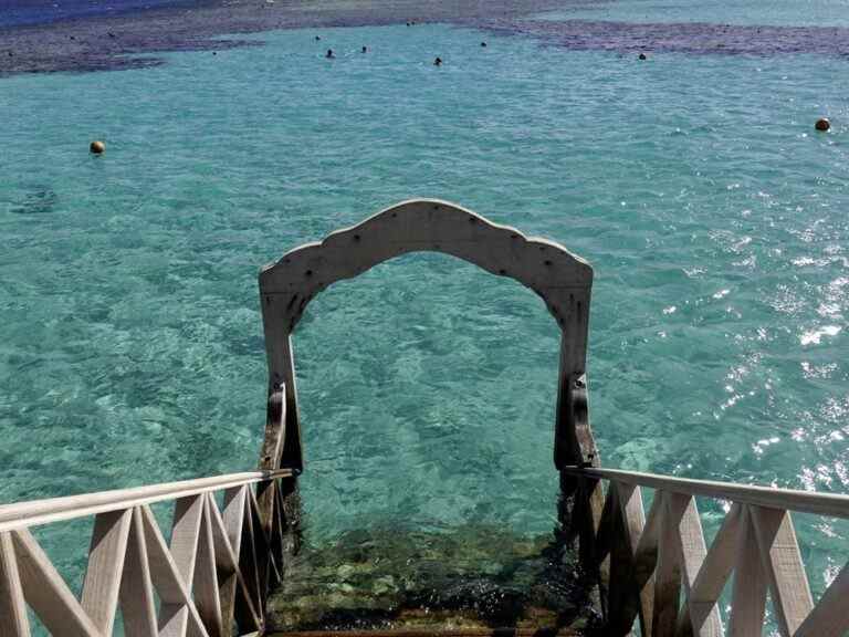 Deux femmes tuées dans des attaques de requins en mer Rouge égyptienne