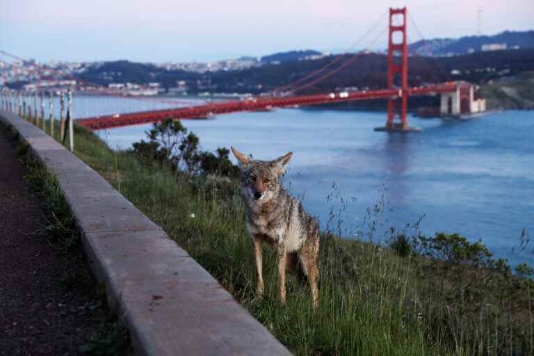 Frapper les livres : comment les médias de masse ont transformé les coyotes en boucs émissaires