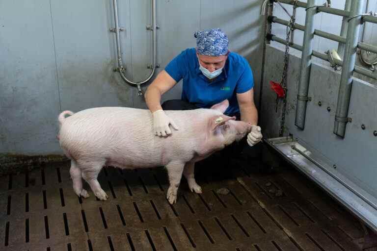 La pression monte sur la FDA pour étendre la recherche sur la transplantation d’organes de porc à l’homme