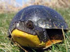 Une tortue mouchetée.