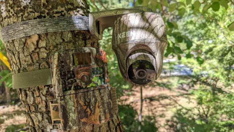 Les meilleures caméras de trail pour garder un œil sur la faune de votre jardin