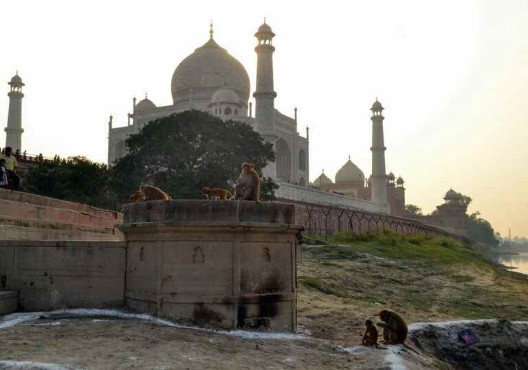 Un bébé jeté et tué par des singes en Inde