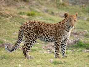 Un léopard à Kafue, en Zambie.