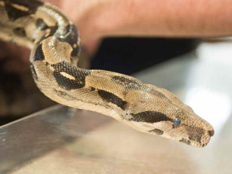 Un homme étranglé par un boa constrictor meurt à l’hôpital