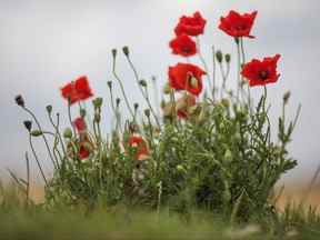 Des coquelicots sauvages poussent sur les sites de la Première Guerre mondiale en Belgique.  La vue du coquelicot poussant près des tombes des soldats a inspiré le soldat canadien John McCrae à écrire l'un des poèmes les plus célèbres de la Première Guerre mondiale, 