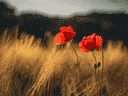 C'est en juillet 1921 que la Great War Veterans' Association, un groupe d'anciens combattants canadiens, a adopté le coquelicot comme symbole du jour du Souvenir.