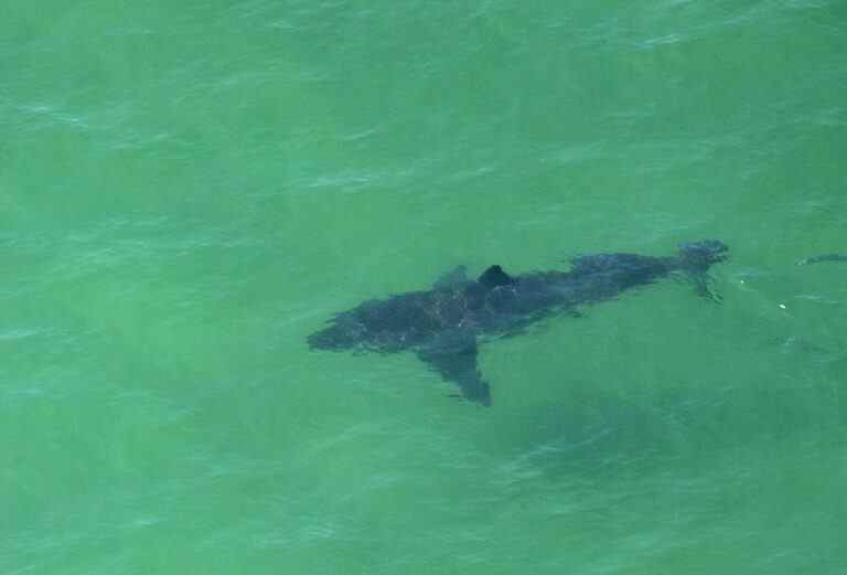 Une adolescente grièvement blessée dans une attaque de requin en Floride