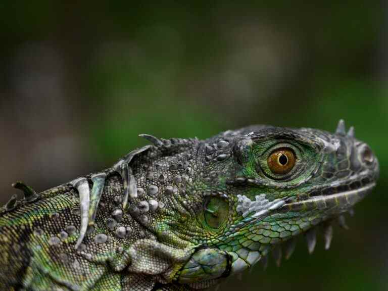 Une femme de Floride surprise par un iguane non invité dans ses toilettes