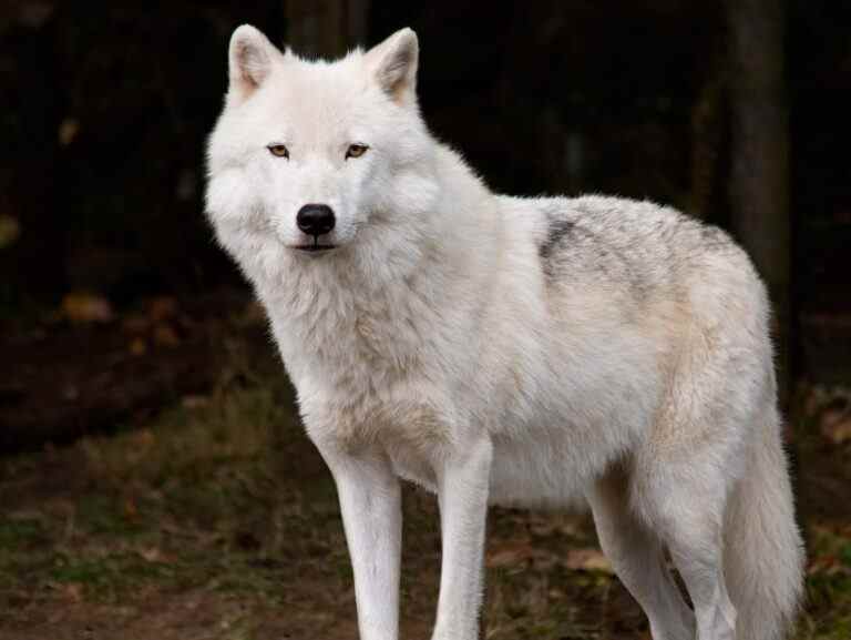 Un loup arctique est en liberté à Port Colborne, préviennent les flics