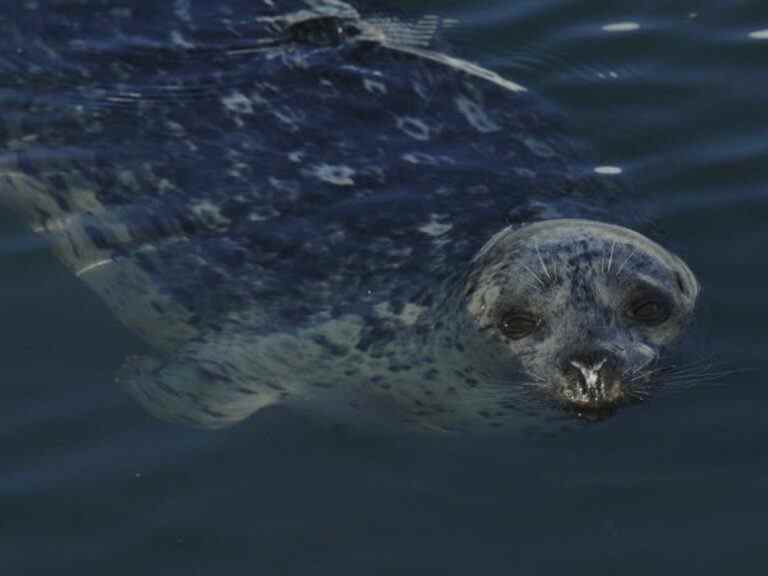 Une centaine de carcasses de phoques découvertes au Québec alors que des chercheurs détectent la grippe aviaire