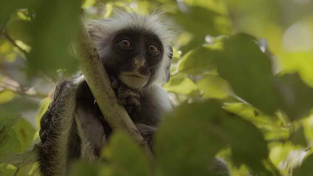 L'année sauvage de l'Afrique