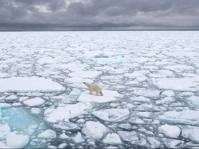 Une Française blessée par un ours polaire dans les îles norvégiennes du Svalbard