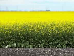 Champs de canola sur une ferme au Manitoba.