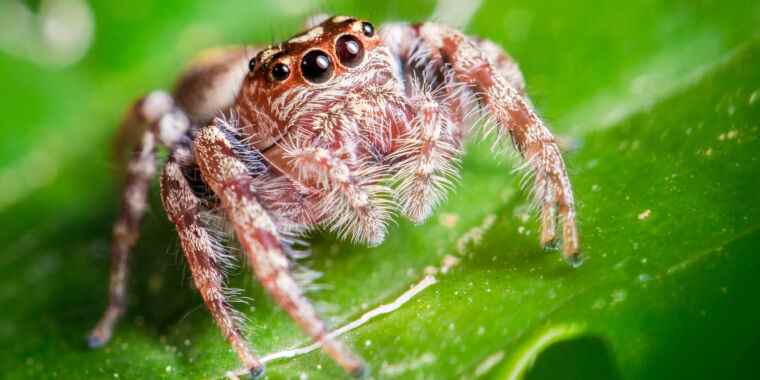 Les araignées sauteuses peuvent éprouver quelque chose comme le sommeil paradoxal