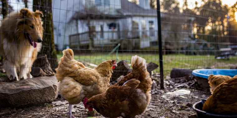 Les œufs de poules de basse-cour contiennent en moyenne 40 fois plus de plomb que les œufs de magasin