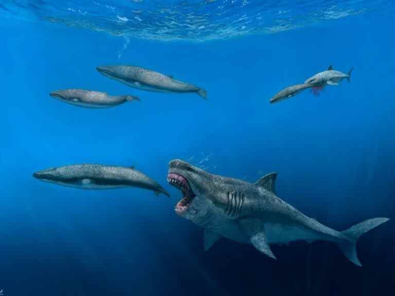 Des requins plus gros que des autobus scolaires parcouraient autrefois les mers, se régalant d’énormes repas