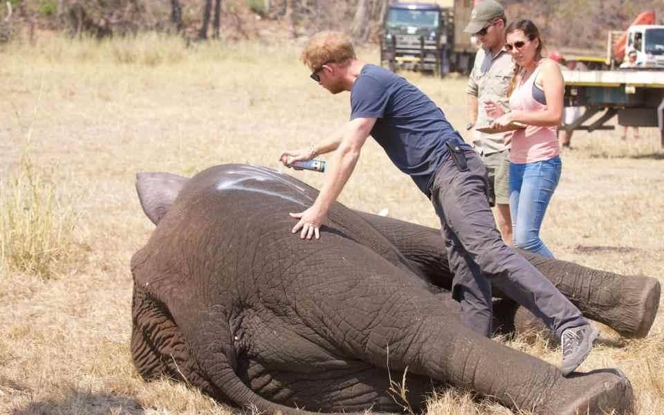 Le prince Harry, duc de Sussex, alors qu'il travaillait au Malawi avec African Parks - African Parks/Frank Weitzer/PA