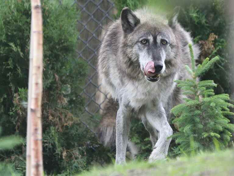 Un loup retrouvé mort au bord de la route, un autre porté disparu après l’évasion d’un zoo de la Colombie-Britannique