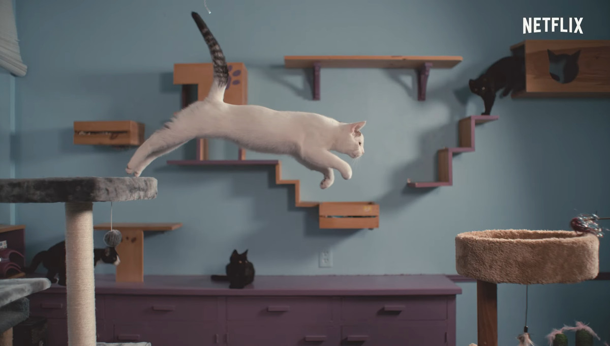 Un chat blanc saute dans Inside the Mind of a Cat