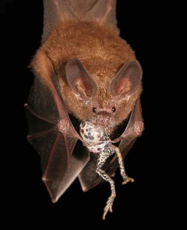 Trachops &  Tungara.  Une chauve-souris localise son dîner en syntonisant l'émission d'une grenouille pour attirer un compagnon. 