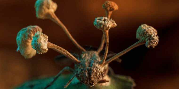 Voici cette image primée d’un champignon faisant d’une mouche son esclave « zombie »