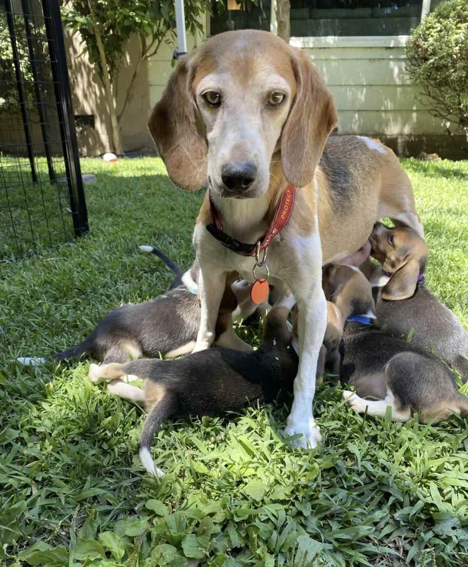 Mamma Mia, la plus récente addition à la famille Sussex en Californie, a été sauvée d'une vie d'élevage - Beagle Freedom Project 