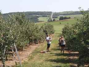 Une famille cueille des pommes au Verger à Ti-Paul à Saint-Elzéar, au Québec.