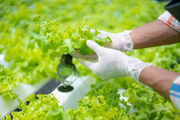 Concert Bio décroche un cycle de pré-ensemencement pour résoudre le « sale secret » de l’agriculture hydroponique