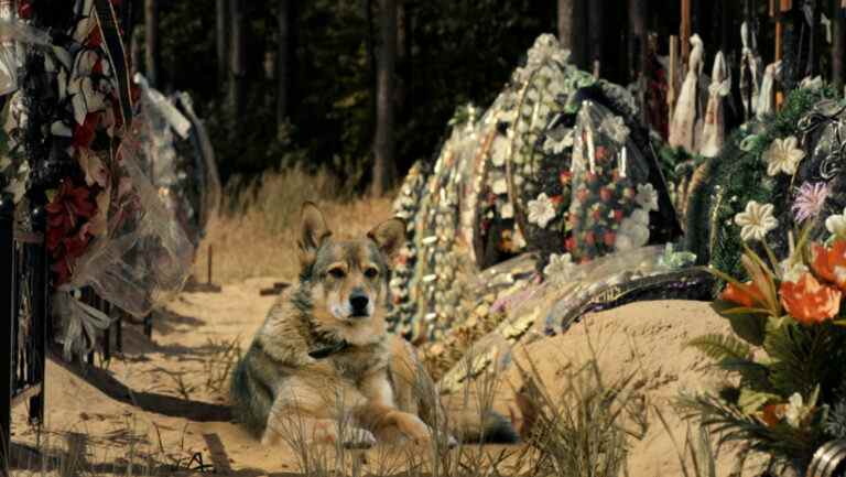 L'invasion de Marioupol et les animaux abandonnés d'Ukraine sont au centre des documentaires acquis par Beta Film (EXCLUSIF) Les plus populaires doivent être lus
	
	
