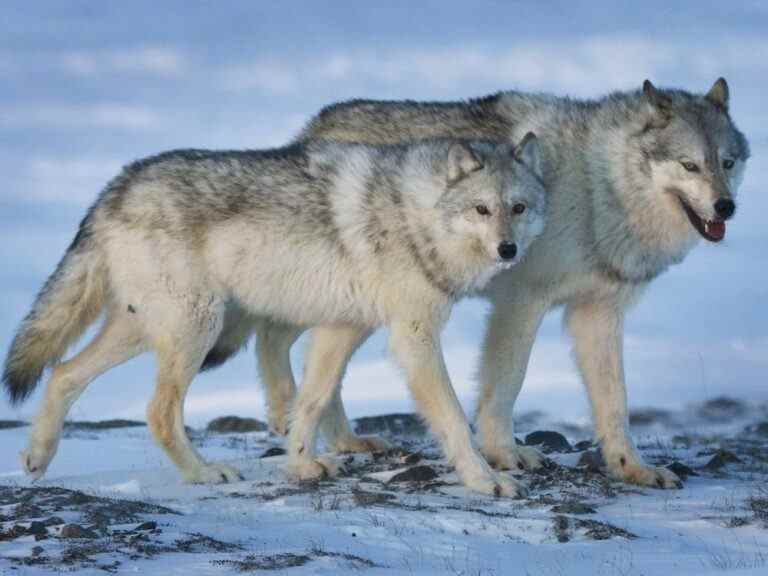 Loup en liberté après s’être échappé du zoo du Grand Vancouver