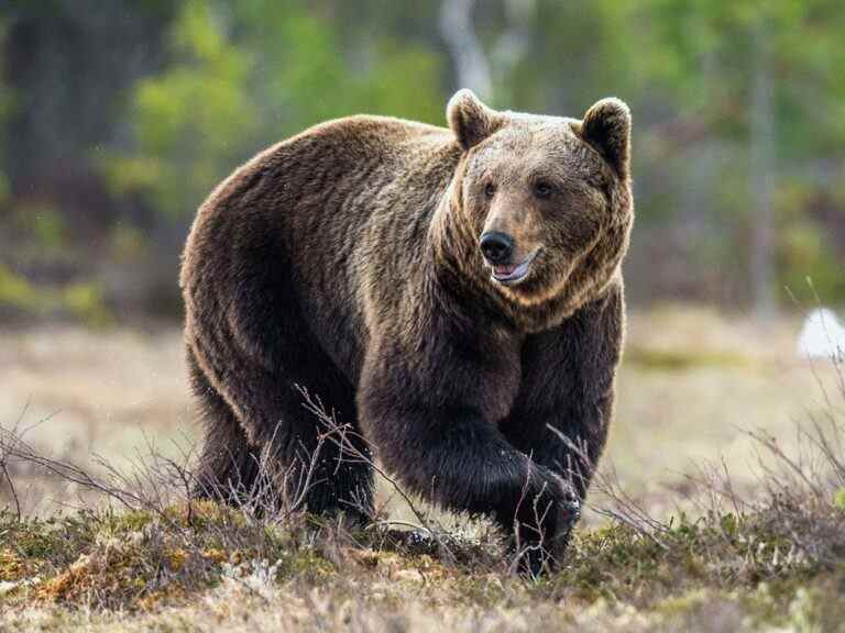 Un homme du Colorado tire et tue un ours après qu’il soit entré chez lui