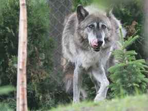 Photo d'archive d'un loup gris dans l'enclos d'un zoo.