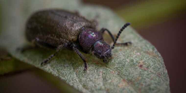 Ces coléoptères cachent des bactéries symbiotiques dans les « poches arrière » pendant la métamorphose